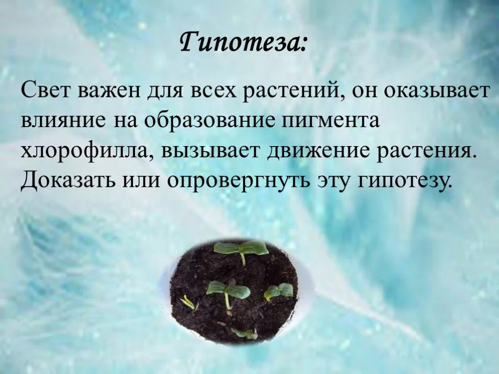 Гипотеза о растениях. Гипотезы цветы. Свет важен для растения. Влияние света на растения. Цвет необходим живым организмам для