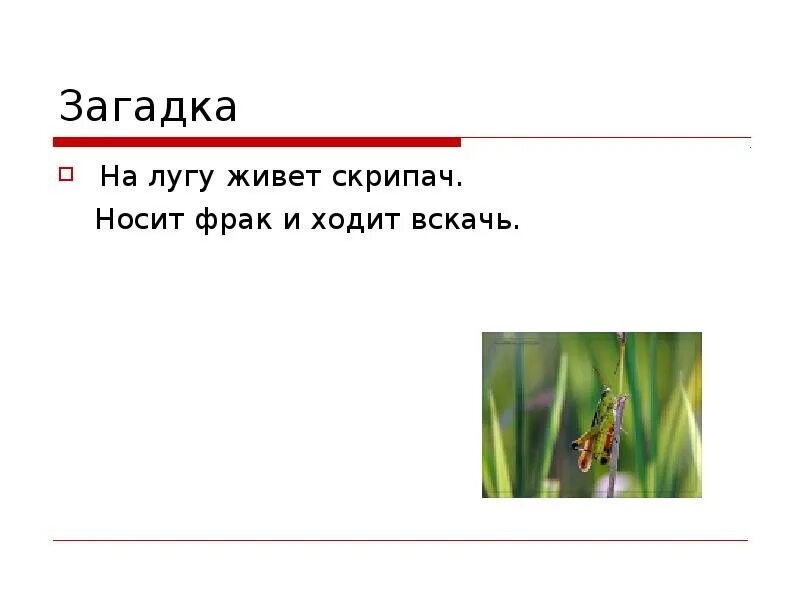 Загадки про живет. Загадки про луг. Загадки на тему луг. Загадки о Луге. Загадка на лугу живёт скрипач носит фрак и ходит вскачь.