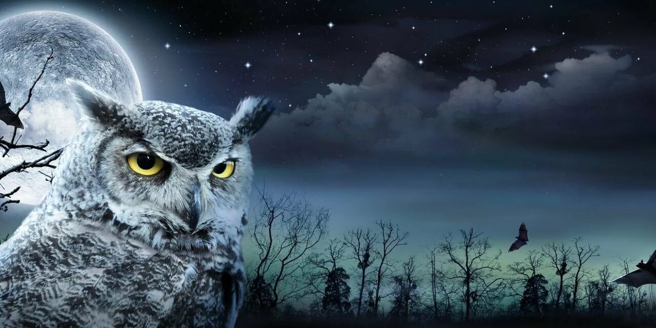Ночные совы и летнее небо читать. Сова ночью. Филин на фоне Луны. Сова на фоне Луны. Лунная Сова.