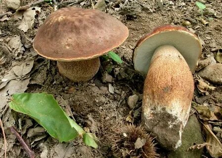 Под большим дубом рос белый гриб