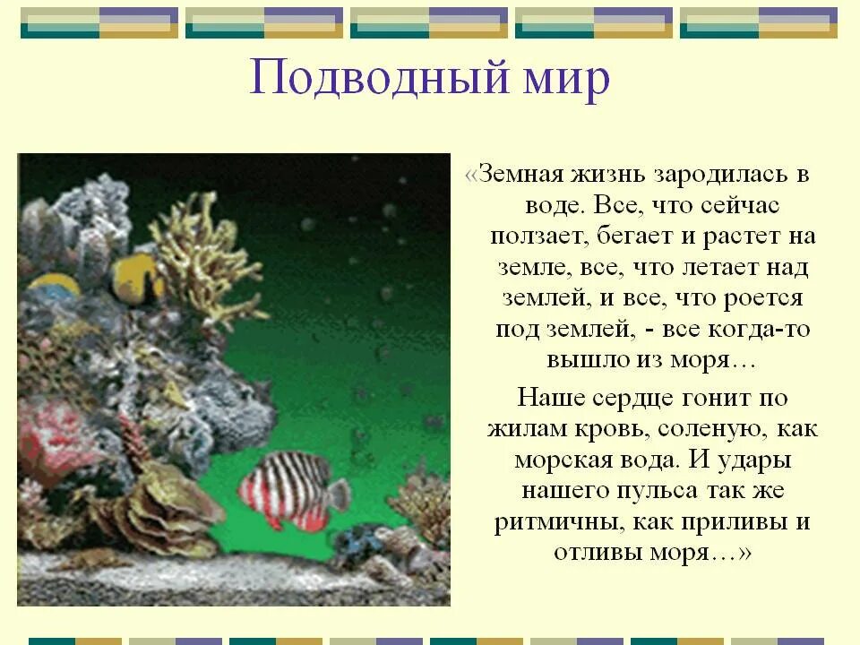 Жизнь животных и людей зародилась в воде. Жизнь зародилась в воде. почему жизнь зародилась в воде. как зарождалась жизнь в воде. морские обитатели презентация.