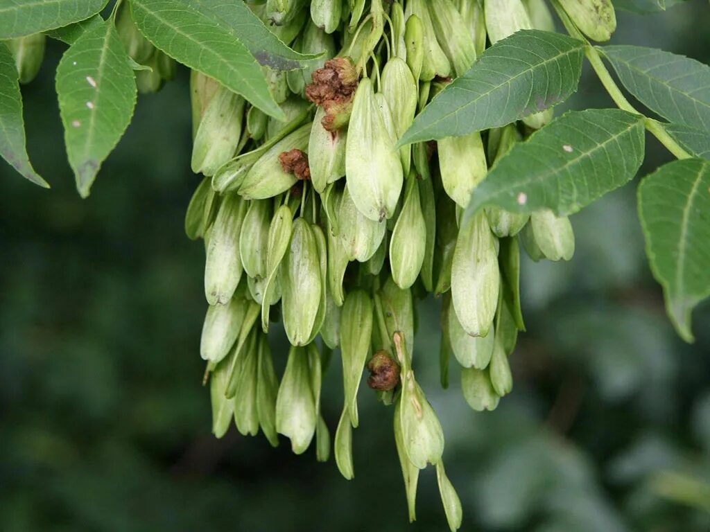 Эхо ясен. Ясень обыкновенный -Fráxinus Excélsior. Fraxinus Excelsior дерево. Ясень обыкновенный Fraxinus Excelsior семена. Ясень ланцетный Fraxinus lanceolata.