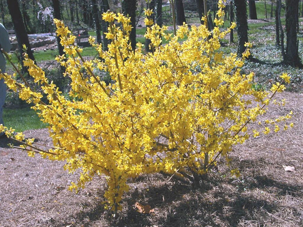 Форзиция кустарник. Форзиция европейская. Forsythia viridissima. Форзиция Golden times.