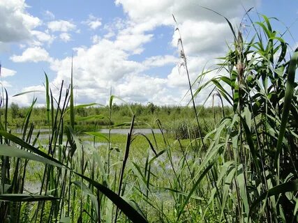 Погода село болото горшеченский курской