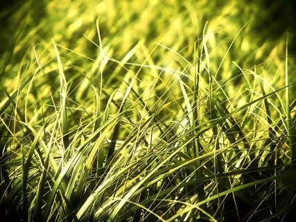 T grass
