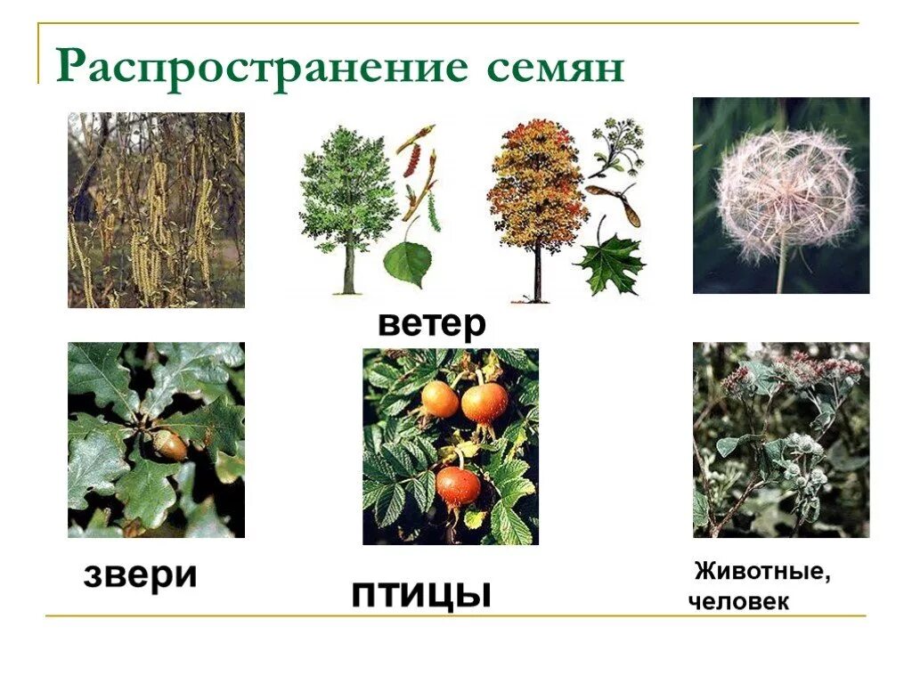 Размножение семян ветром. Способы распространения семян. Распространение растений. Растения размножающиеся ветром. Растения распространение ветром.