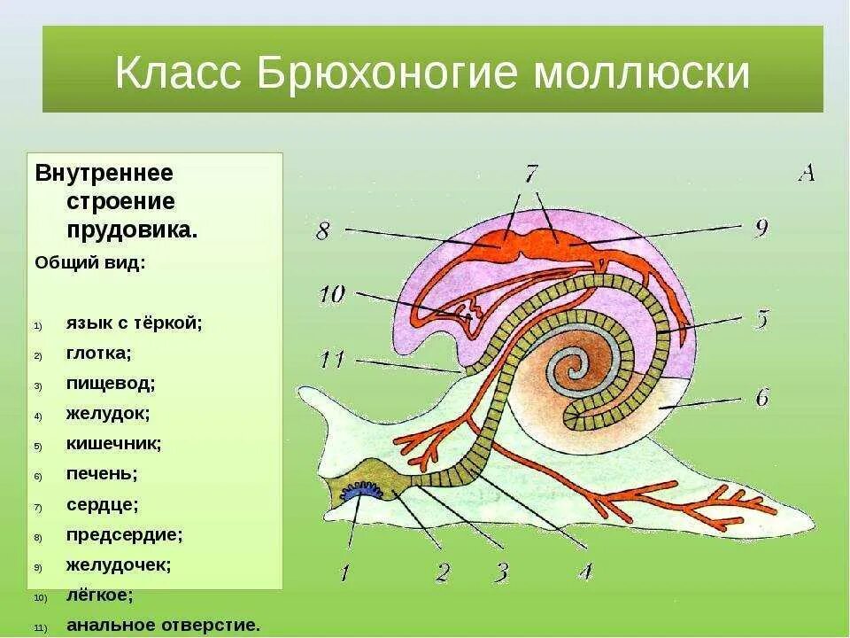 Строение брюхоногого моллюска 7 класс. Брюхоногие моллюски строение системы. Класс брюхоногие моллюски внутреннее строение. Тип моллюски класс брюхоногие внешнее строение. Типы беспозвоночных моллюсков