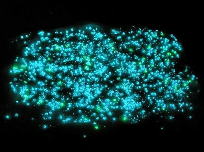 Остров ваадху мальдивы. Остров ваадху мальдивы. Пляж ваадху мальдивы. Остров ваадху мальдивы. Светящиеся кальмары в заливе тояма.