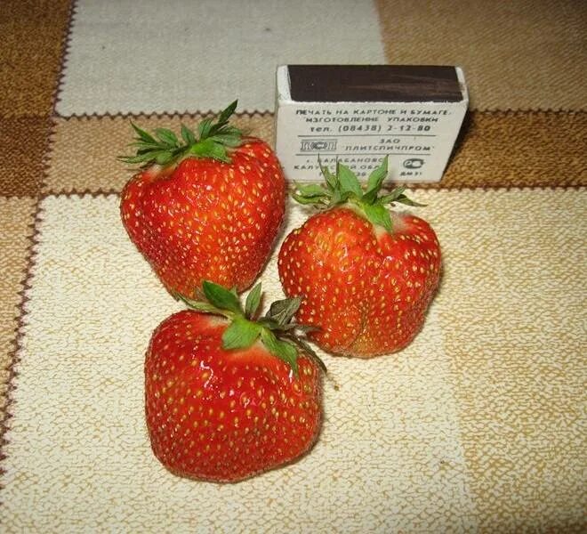 Клубника сорт маршмеллоу. Ремонтантная клубника зефир. Земляника крупноплодная зефир. Виктория сорт зефир. Сорт клубники зефир отзывы фото.