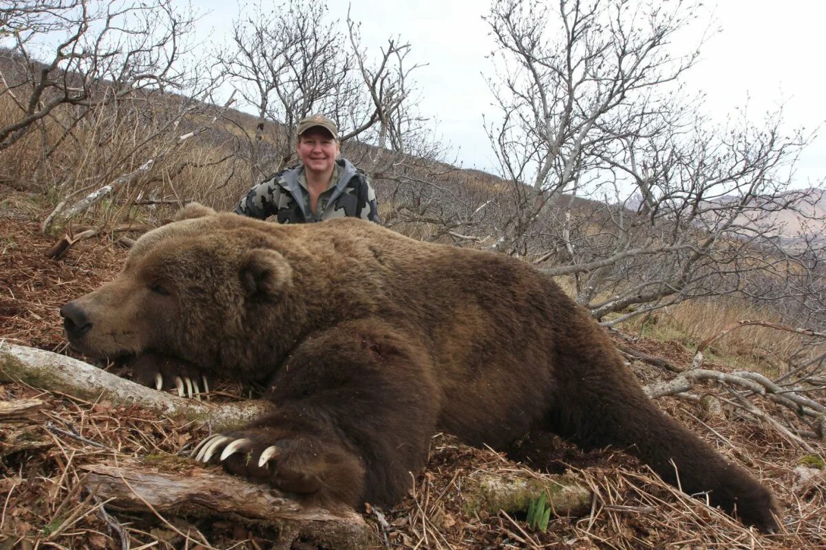 Медведь Кадьяк самый большой в мире. Самый большой в мире медведь Гризли.