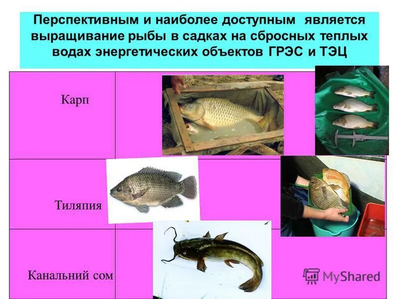 Откуда везут рыбу. Аквакультура и рыбоводство схема. Каких рыб выращивают в московской области. Какую рыбу выращивают искусственно список. Ценные сорта рыбы.