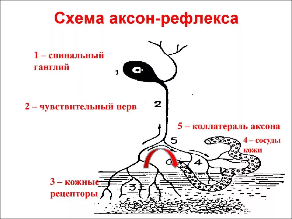 Висцеральный рефлекс. Аксон рефлекс физиология. Вегетативные рефлексы: Аксон-рефлексы. Аксон рефлекс сосуды. Вегетативная нервная система Аксон-рефлекс.