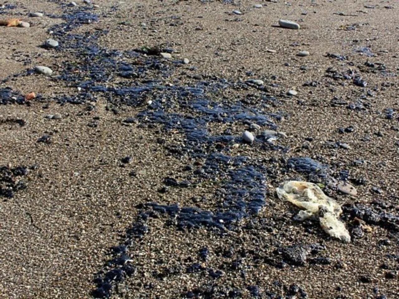 Черное море находится на грани гибели ВКонтакте