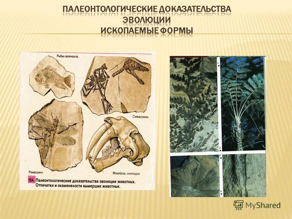 Палеонтологические доказательства эволюции суть доказательства. Палеонтологические доказательства эволюции таблица. Палеонтологические доказательства. Ископаемые остатки доказательства эволюции. Исследование ископаемых остатков вымерших животных лабораторная работа