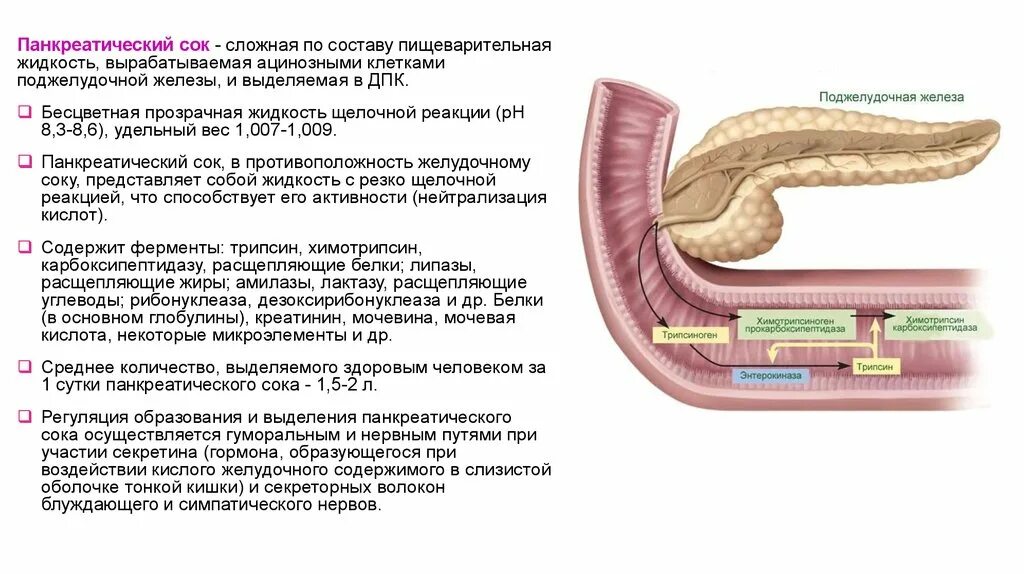 Лечение поджелудочной желчного пузыря. Панкреатический сок анатомия. Состав пищеварительного сока поджелудочной железы. Таблетки от желчного и поджелудочной железы. Желчный пузырь и поджелудочная железа.