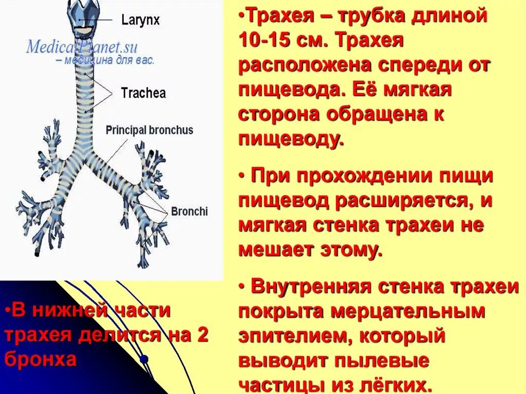 Пищевод и трахея расположение