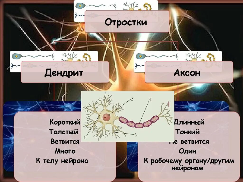 Аксон и дендрит. Аксон и рабочий орган. Функции дендритов и аксонов. Аксон один дендритов много.