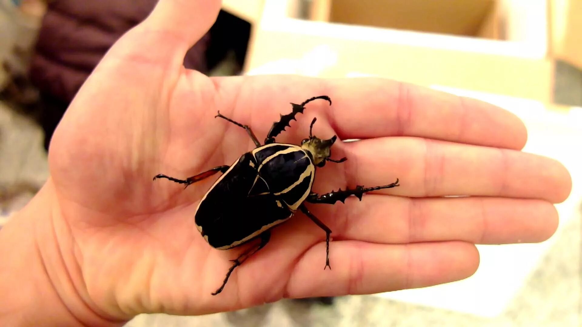 Некоторые жуки. Жук mecynorrhina torquata. жуки mecynorrhina ugandensis. жук голиаф фото. жучок голиаф.