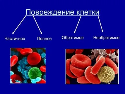 Клеточные повреждения