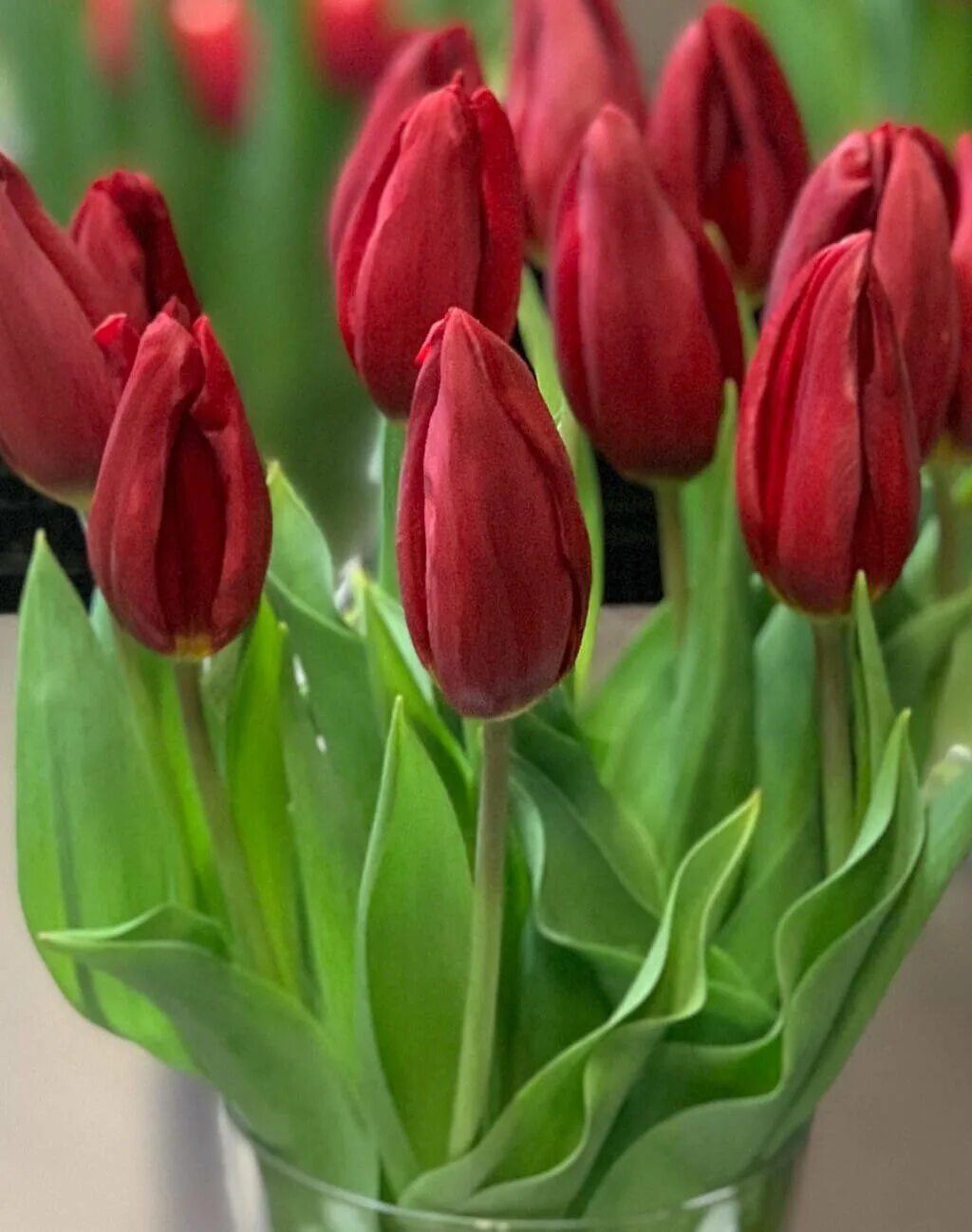 Тюльпан стронг голд strong gold. Тюльпан стронг голд (триумф). Тюльпан стронг повер. Сорт тюльпана стронг лав. Тюльпаны стронг фото.