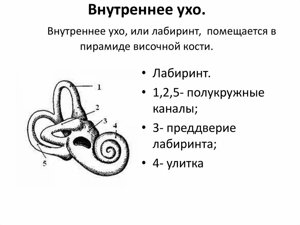 Внутреннее ухо строение анатомия. Строение внутреннего уха анатомия. Внутреннее ухо костный Лабиринт. Схема внутреннего уха улитка. Улитка лабиринта внутреннего уха