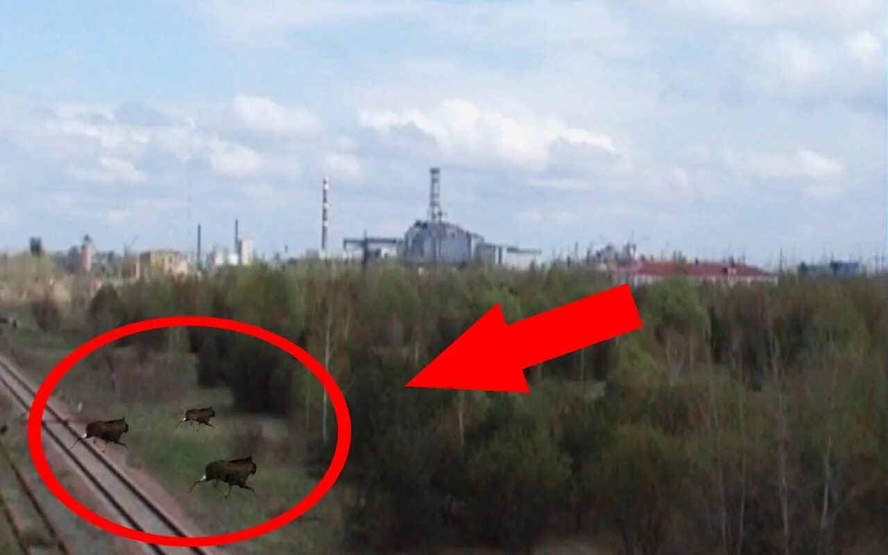 Где больше аномалий. Чернобыльская АЭС аномалии. Зона отчуждения Чернобыль мутация. Аномальные зоны Чернобыля.