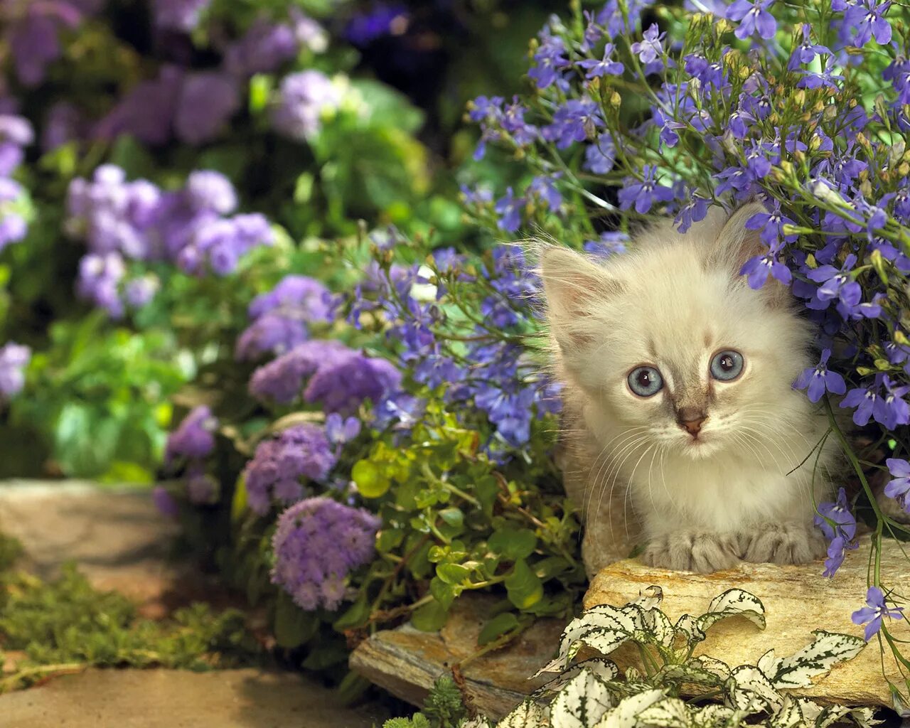 день котенка. пушистые котята в цветах. котятки с цветами. пушистые котята в цветах. кошка с цветами.
