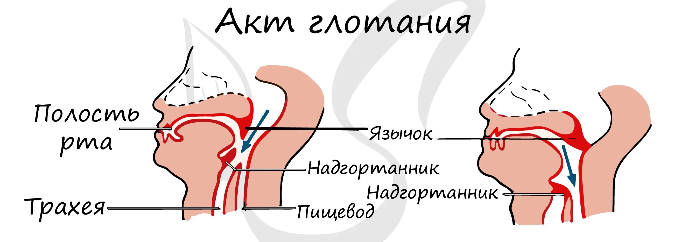 Когда держишь пост можно ли глотать слюну. Схема глотания. Схема акта глотания. Процесс глотания пищи у человека.