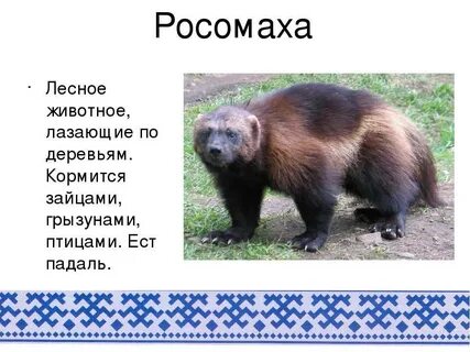 Как пишется слово росомаха