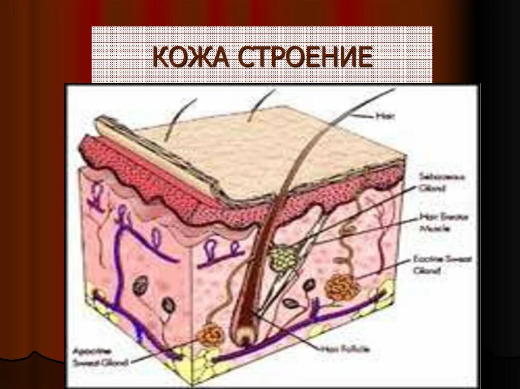 Строение кожи. Схема строения кожи. Строение кожи анатомия. Строение кожи человека рисунок. Кожа человека 8 класс биология