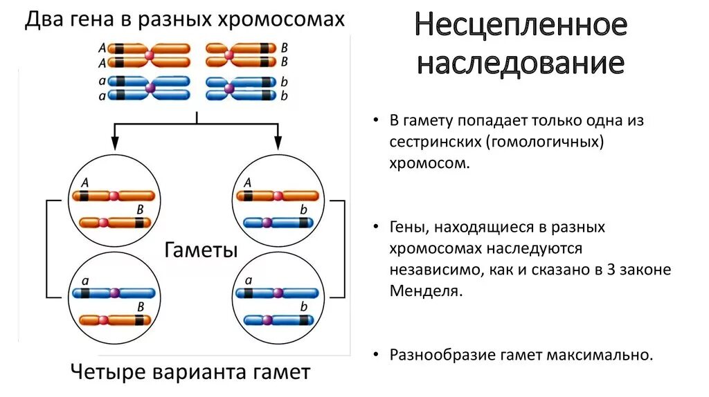 Случайное сочетание негомологичных хромосом в мейозе. Расположение генов в хромосоме при независимом наследовании. Наследование генов и признаков расположенных в разных хромосомах. Сцепленное наследование признаков генетика. Гены в разных хромосомах.