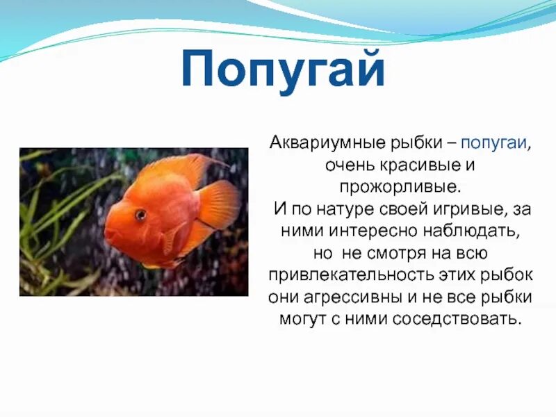 Рыбка это рассказ. Рыбка это рассказ. Рыба клоун описание. Рыбка это рассказ. Рассказ про рыбку.