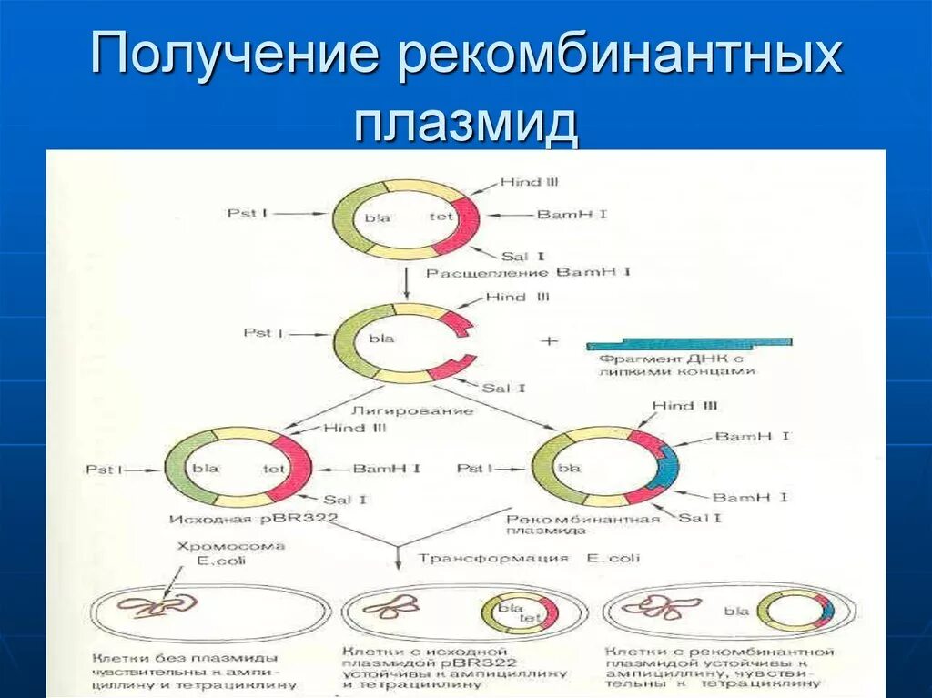 Рекомбинантные плазмиды метод. Метод рекомбинантных плазмид метод. Схема получения рекомбинантной плазмиды. Этапы метода рекомбинантных плазмид. Этапы получения бактерий с рекомбинантной плазмидой