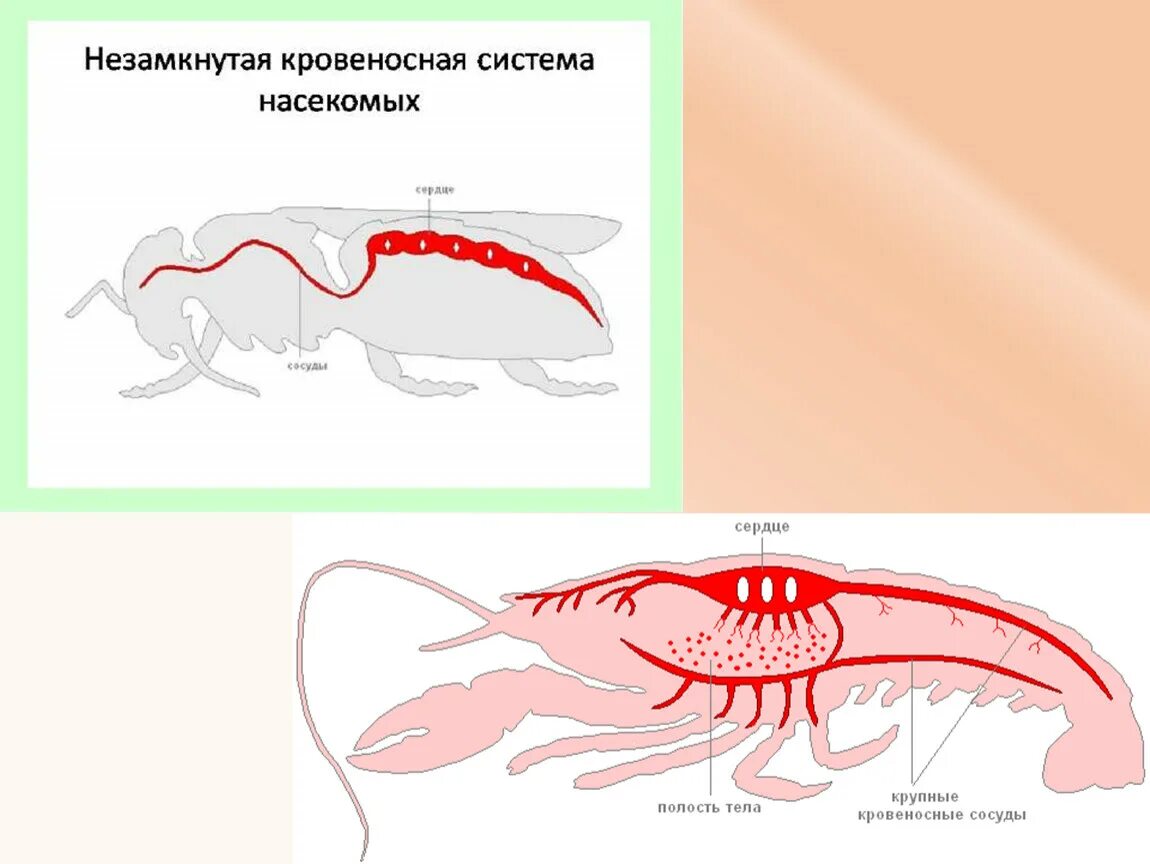 Кровеносная система беспозвоночных. Кровеносная система животных. Кровеносная система беспозвоночных животных. Эволюция кровеносной системы беспозвоночных. Филогенез кровеносной