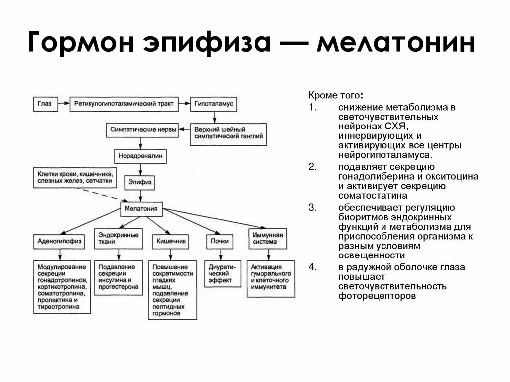 Гипофункция мелатонина гормона. Эпифиз гормоны и функции. Железа эпифиз гормоны и функции таблица. Гормоны шишковидного тела и их функции. Эндокринные железы таблица эпифиз.