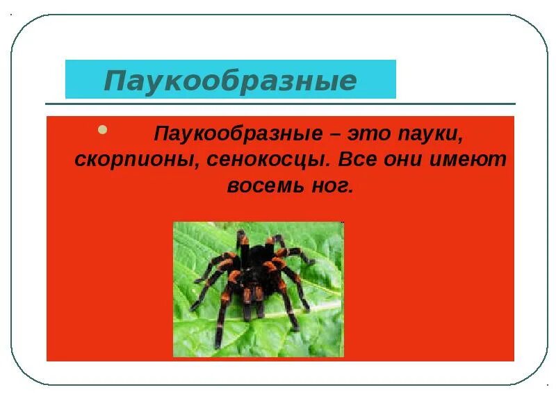 Сообщение о паукообразных 3 класс окружающий мир. Окружающий мир паукообразные. паукообразные имеют. презентация на тему паукообразные. царство паукообразные.