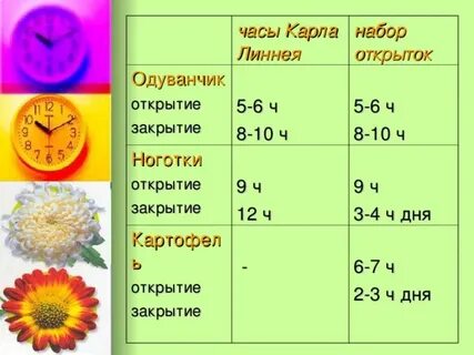 Сколько часов открыт