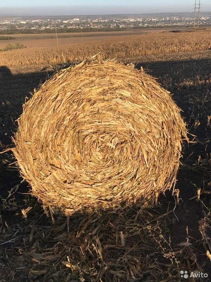 Кукурузная солома. Тюки кукурузные. Сено кукурузное. Магазин из сена. Солома пшеничная тюк (10-12 кг).