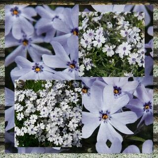 Флокс emerald cushion blue