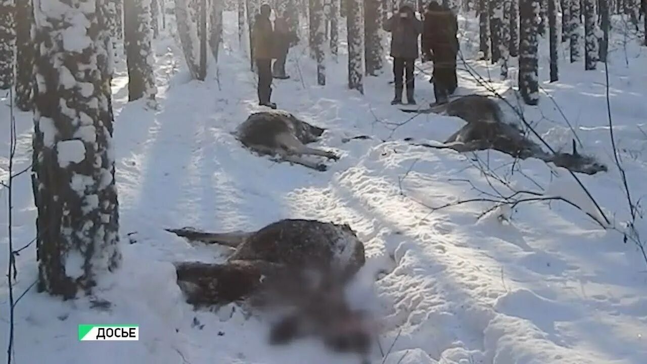 Случай в алтайском крае. Охота в алтайском крае 2025. браконьерство в алтайском крае 2025г.