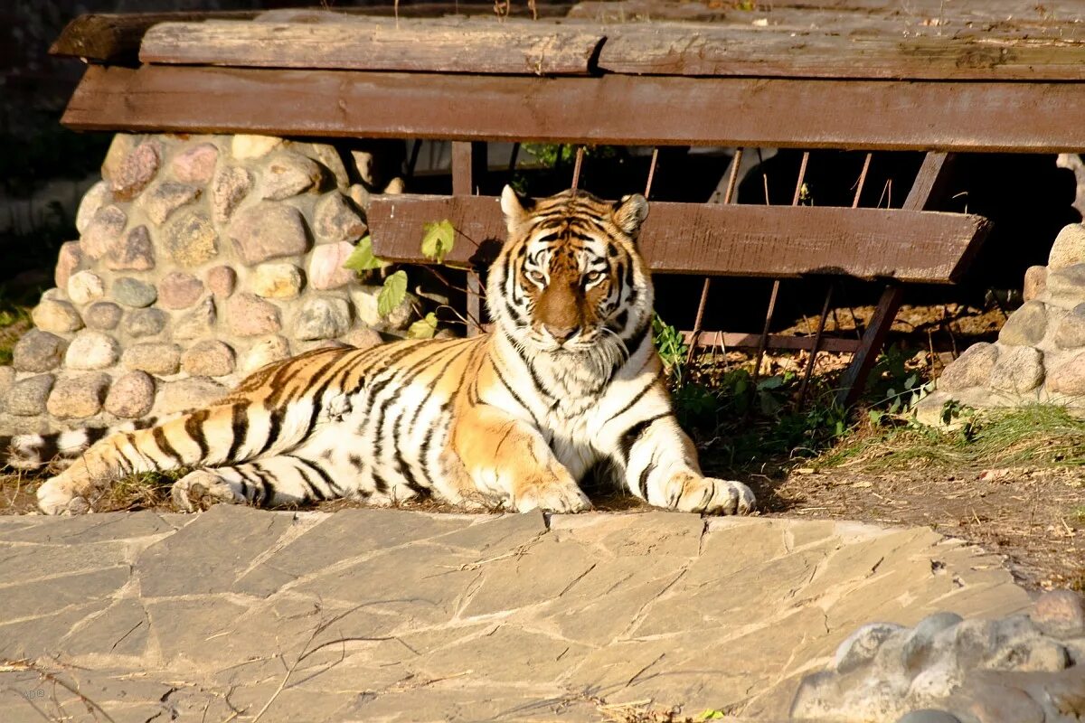Тигры в амурском зоопарке