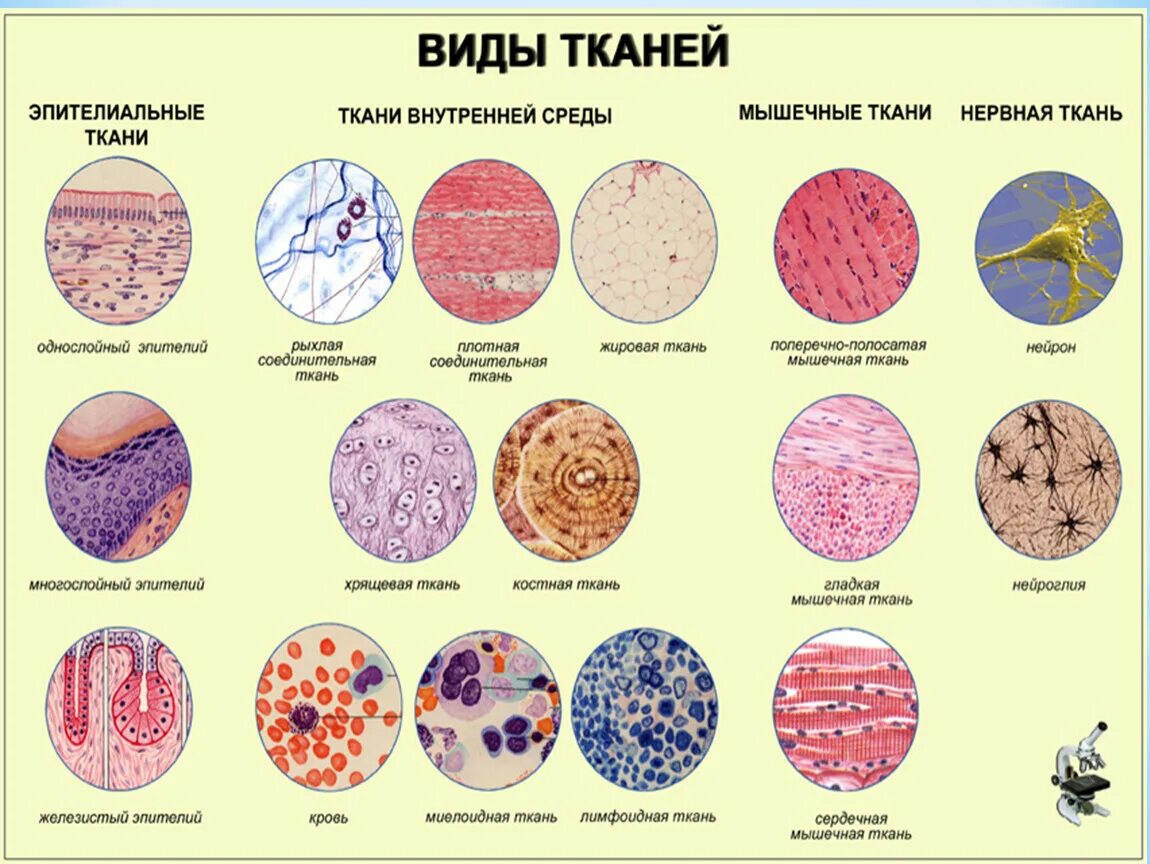 Какие клетки живые на препарате. Анатомия ткань человека это виды тканей. Основы гистологии ткани анатомия. Строение и виды тканей животных.