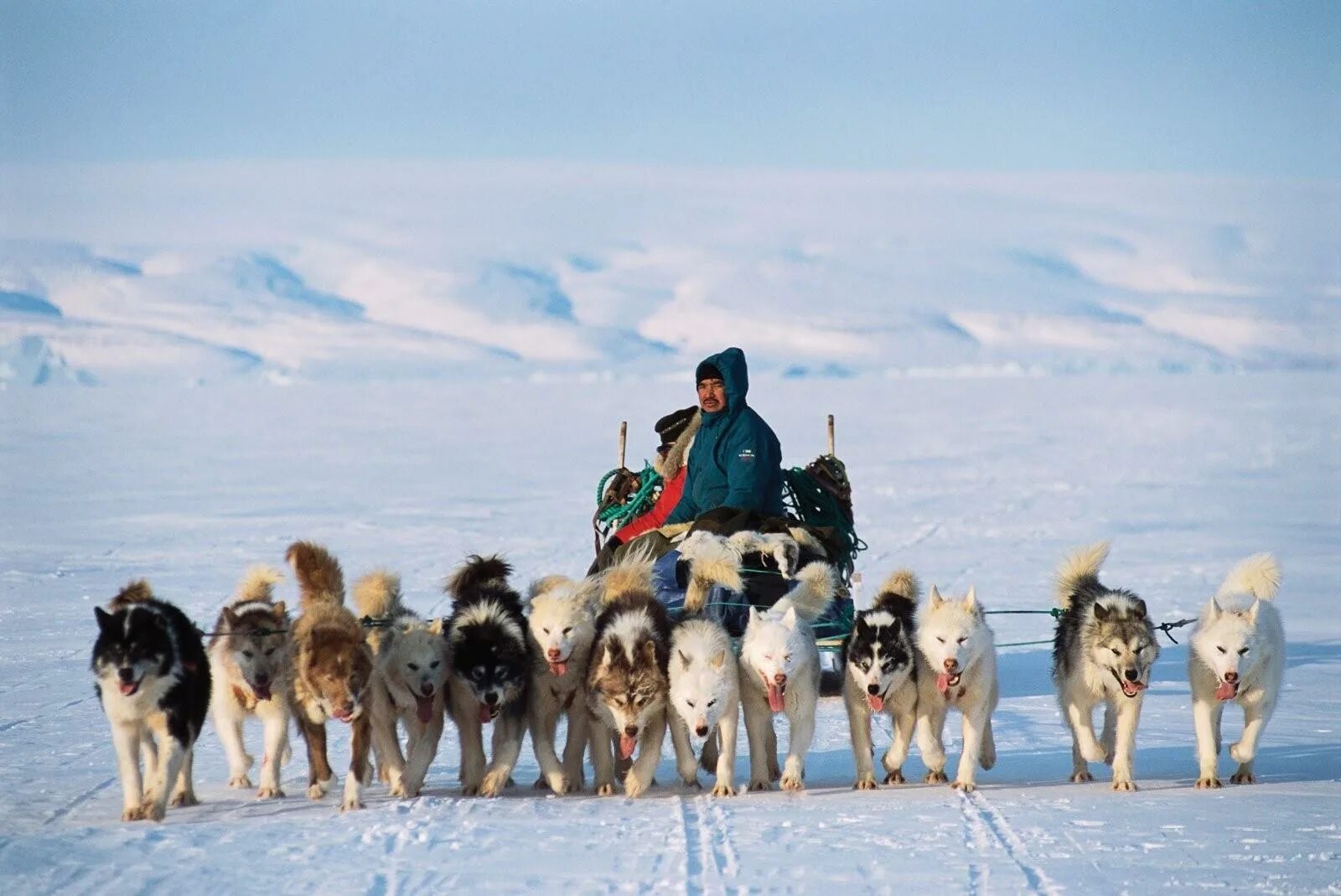 Эскимосская ездовая собака. Гренландия ездовые собаки. Сибирские хаски ездовые. Эскимосы упряжка. Собачья упряжка эскимосов.