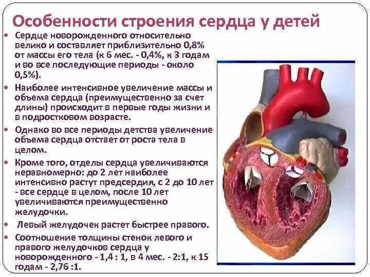 Особенности строения сердца новорожденного. Сердечно-сосудистая система у детей. Строение сердца для детей. Анатомо-физиологические особенности строения сердца.