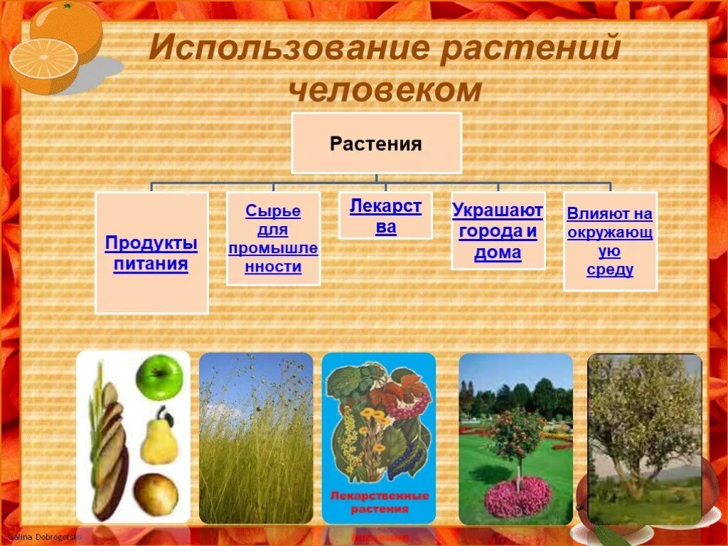 Области использования растений