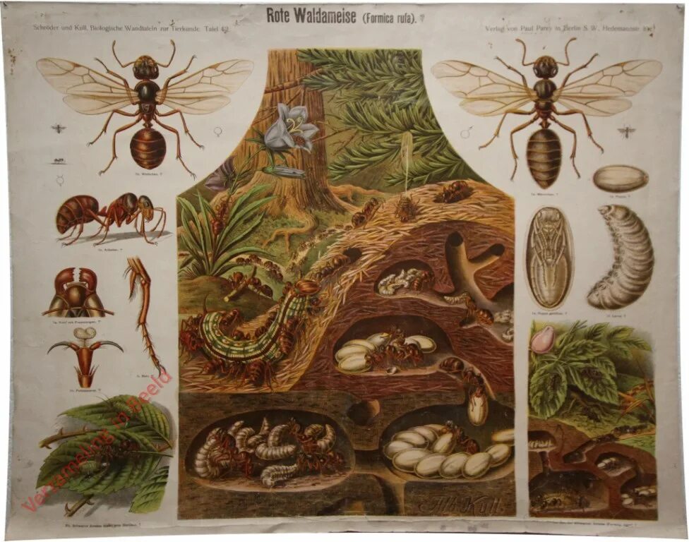 Ant charts