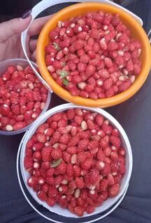 Клубника казань