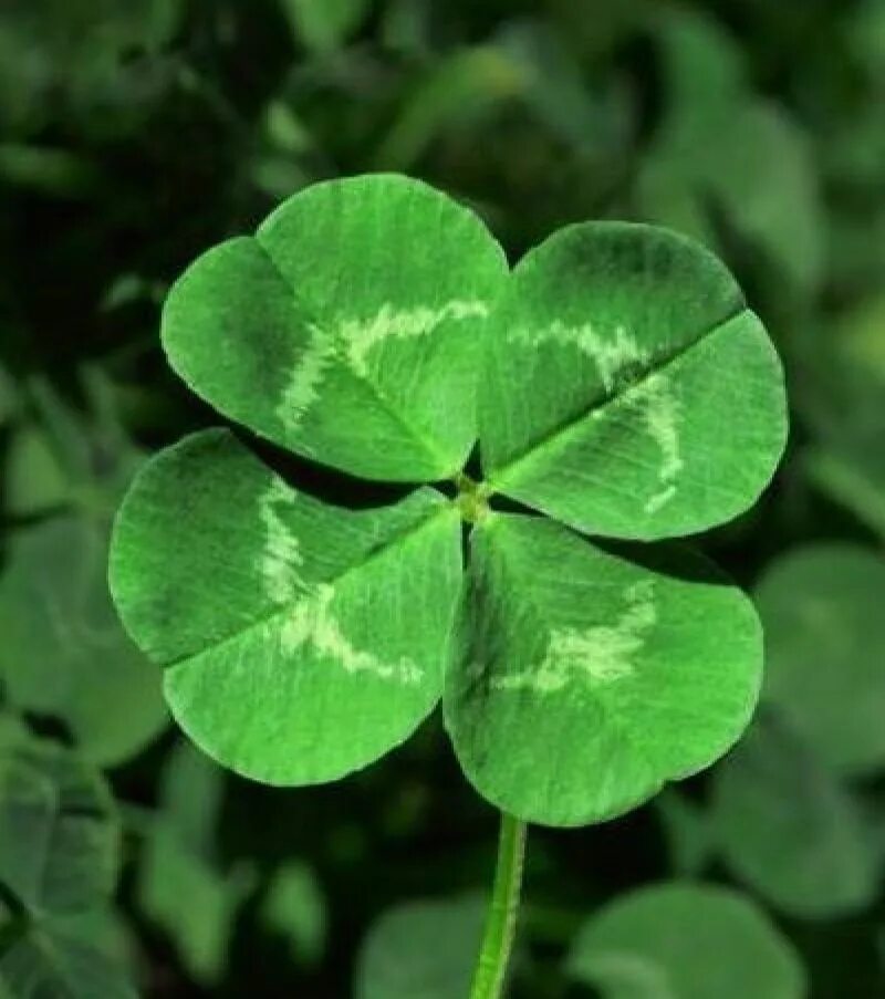 Clover 4