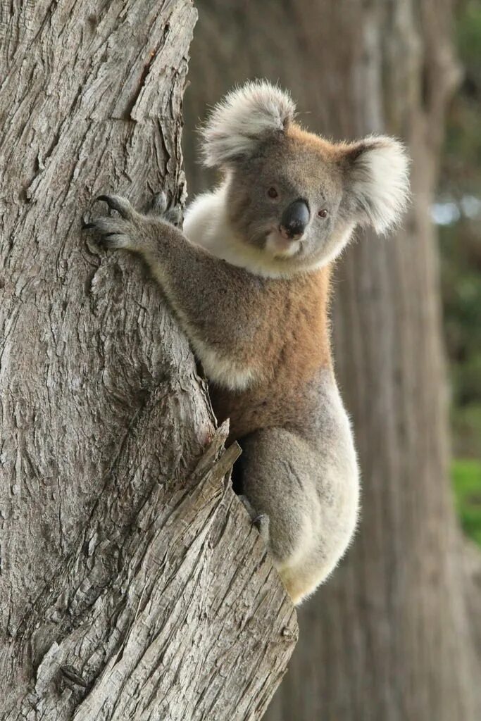 Хвост коалы. Phascolarctos cinereus cinereus. Коала хвост. Пушистая коала. Любопытная коала.