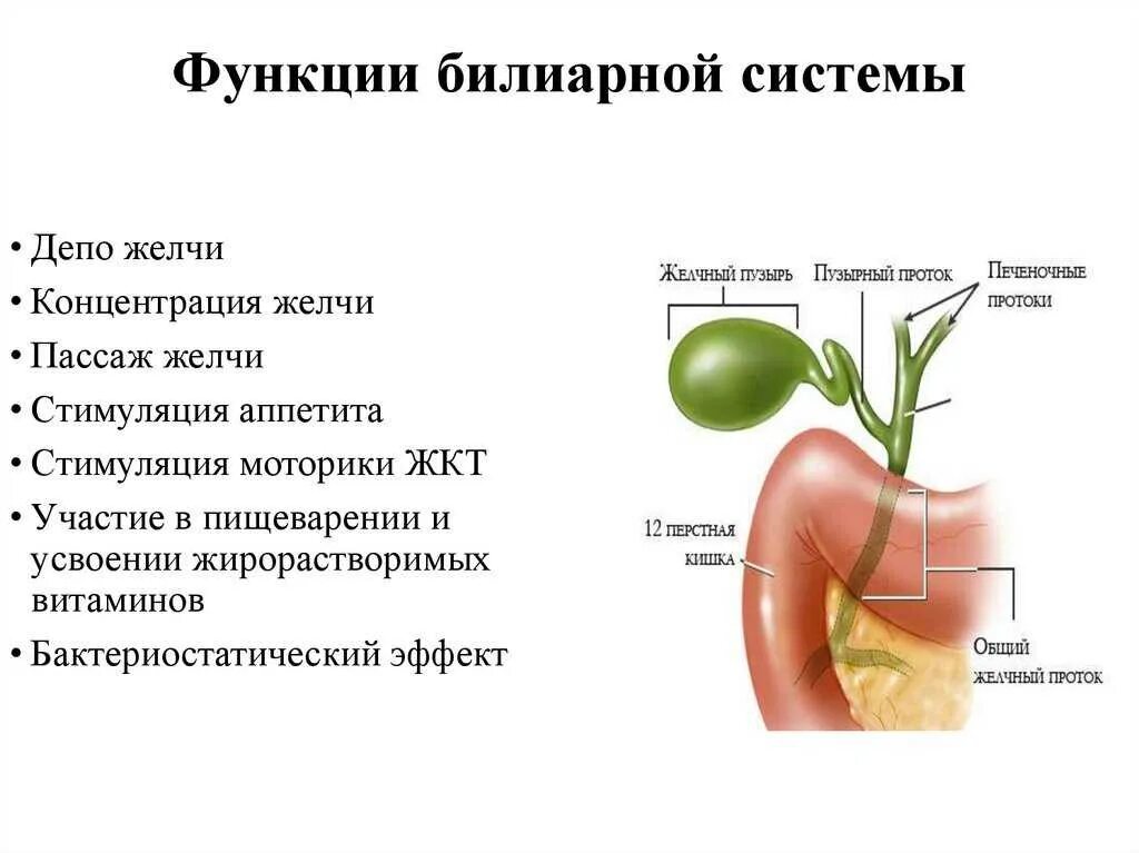 Выброс желчи во сне. Функции желчевыводящих путей. Желчный пузырь строение и функции. Желчный проток функции. Желчные протоки строение и функции.